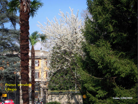 17. Prunus Serulata - Ciliegio 1