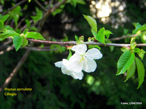 18. Prunus Serulata - Ciliegio 2