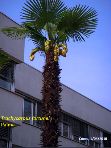 25. Trachycarpus Fortunei - Palma 1