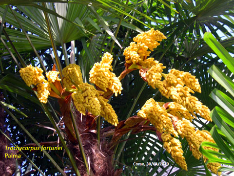 27. Trachycarpus Fortunei - Palma 3