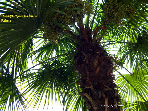 28. Trachycarpus Fortunei - Palma 4