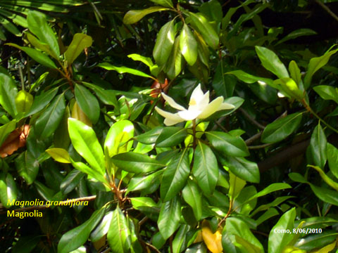 31. Magnolia Grandiflora - Magnolia 1