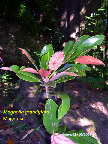 32. Magnolia Grandiflora - Magnolia 2