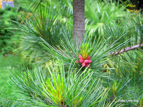 48. Pinus - Pino 2