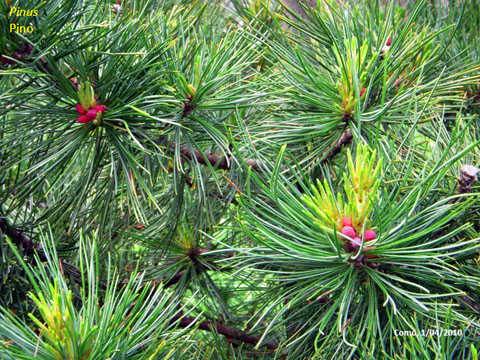 49. Pinus - Pino 3